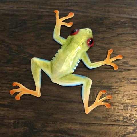 Eangee Red Eyed Tree Frog